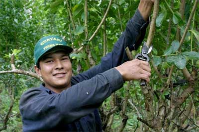 Stříhání větví