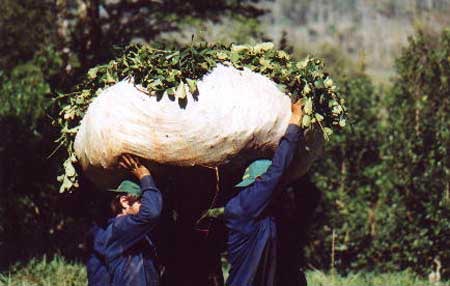 Transport pytlů se surovinou